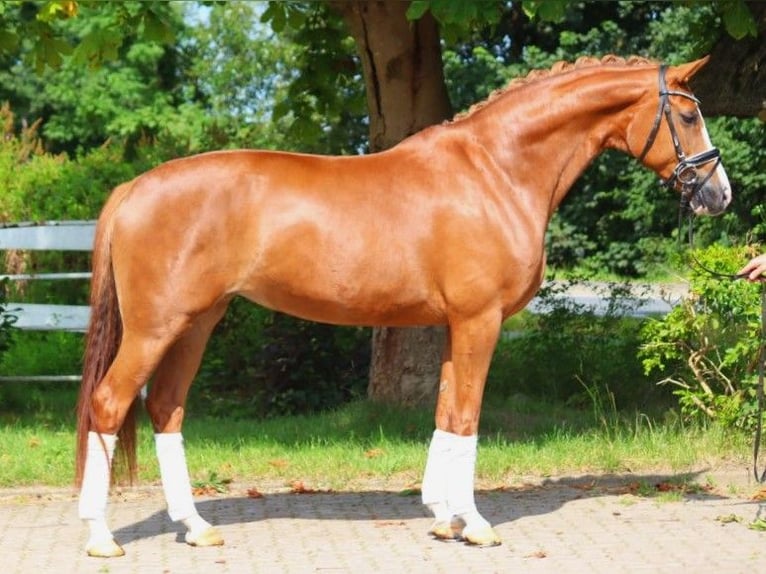 Hanovrien Jument 5 Ans 166 cm Alezan in Selsingen