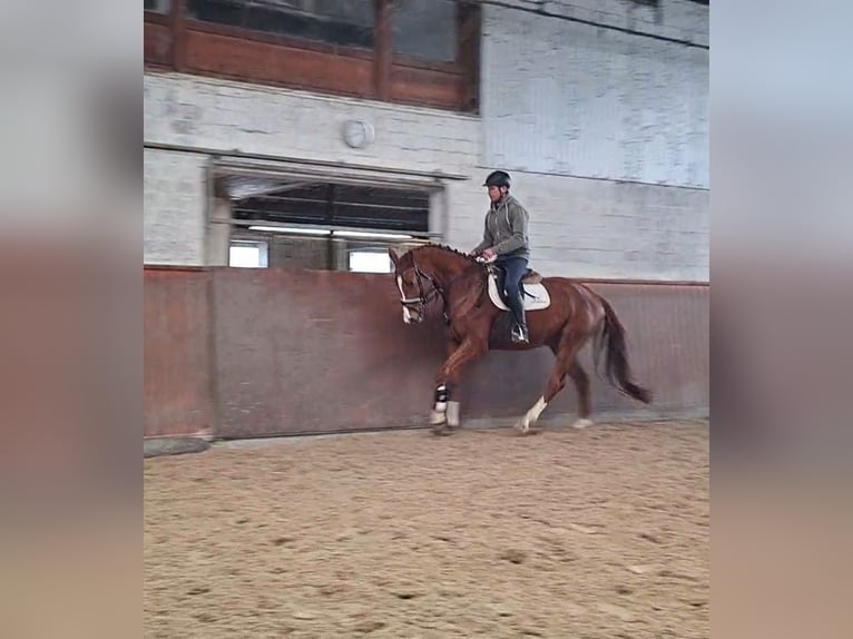 Hanovrien Jument 5 Ans 166 cm Alezan in Regesbostel