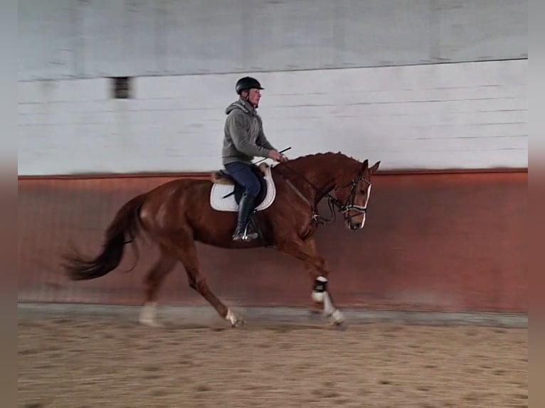 Hanovrien Jument 5 Ans 166 cm Alezan in Regesbostel