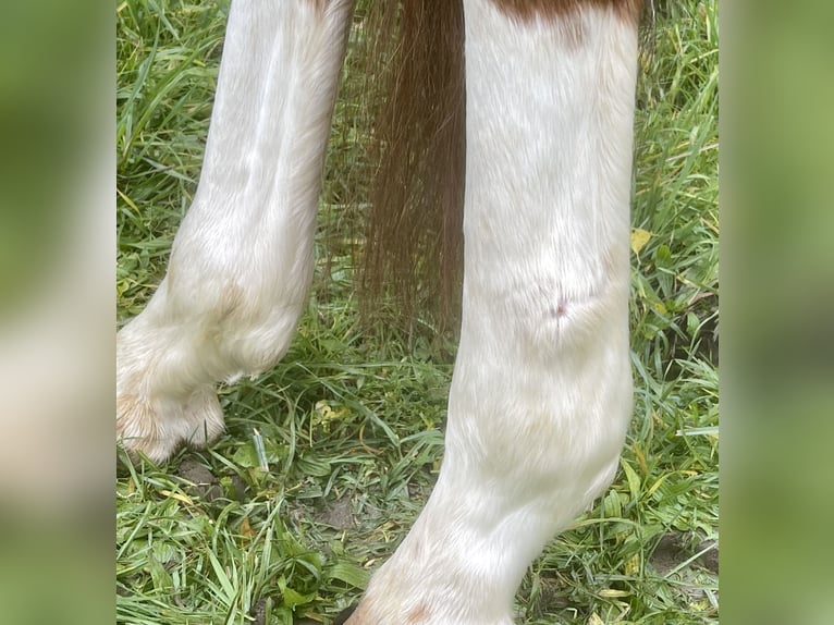 Hanovrien Jument 5 Ans 166 cm Alezan in Lisberg