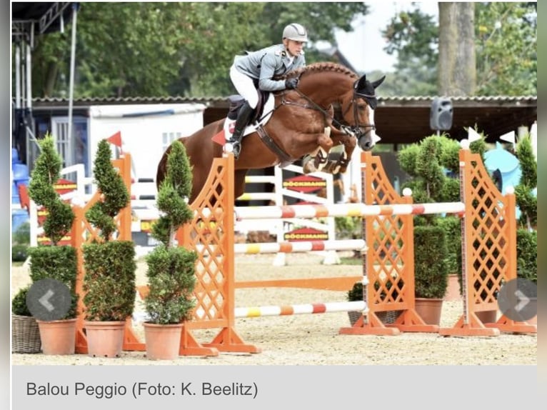Hanovrien Jument 5 Ans 166 cm Alezan in Lisberg