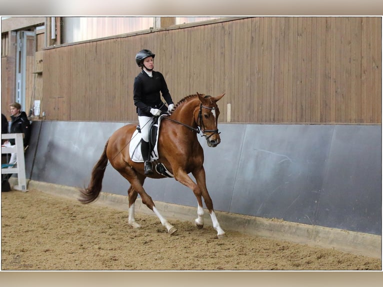 Hanovrien Jument 5 Ans 166 cm Alezan in Lisberg