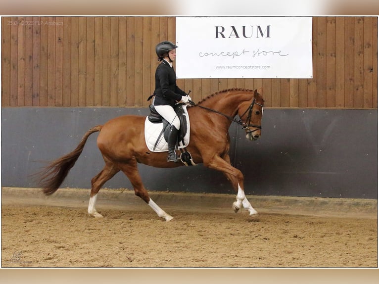 Hanovrien Jument 5 Ans 166 cm Alezan in Lisberg