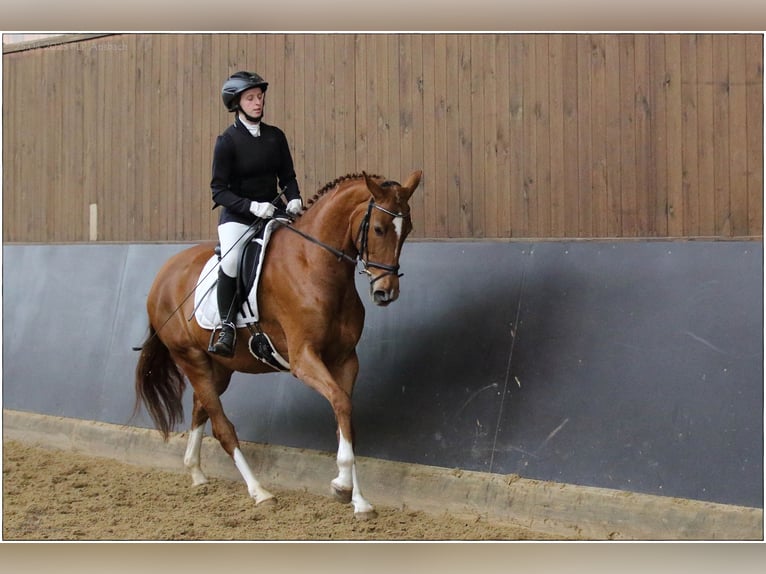 Hanovrien Jument 5 Ans 166 cm Alezan in Lisberg