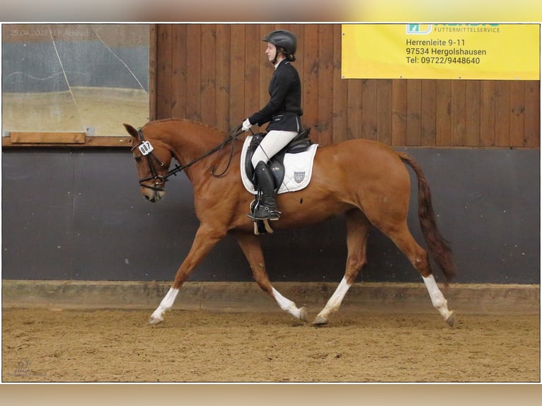 Hanovrien Jument 5 Ans 166 cm Alezan in Lisberg