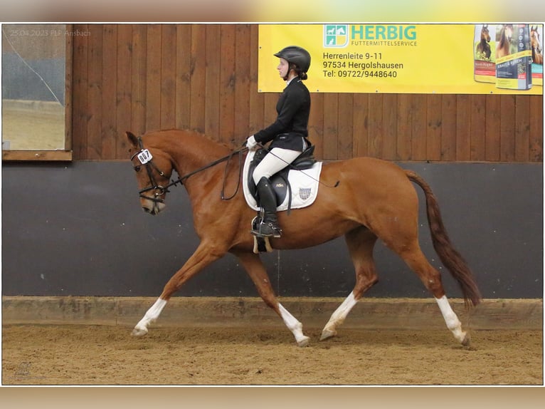 Hanovrien Jument 5 Ans 166 cm Alezan in Lisberg