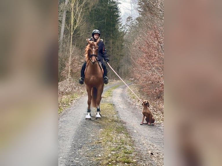 Hanovrien Jument 5 Ans 166 cm Alezan in Lisberg