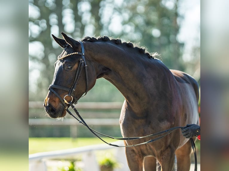 Hanovrien Jument 5 Ans 166 cm Bai brun in Münster-Handorf