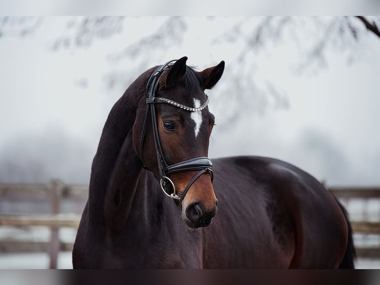 Hanovrien Jument 5 Ans 166 cm Bai brun in Riedstadt