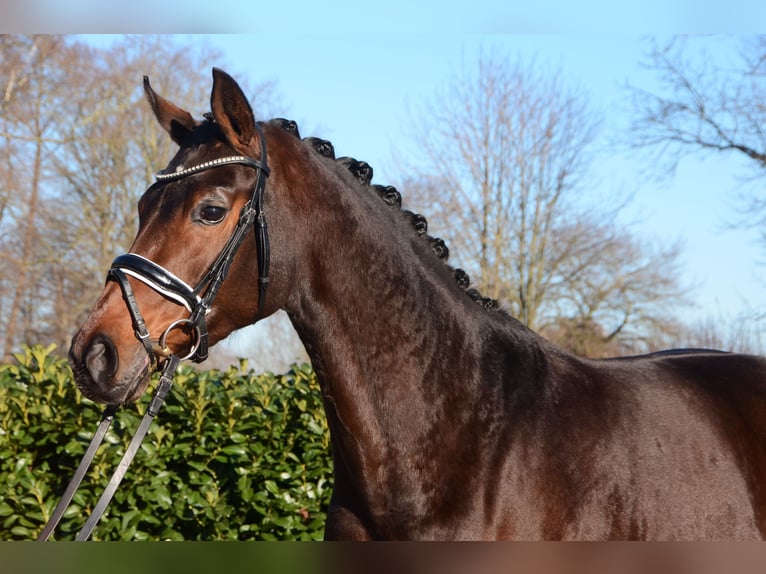 Hanovrien Jument 5 Ans 166 cm Bai brun in Selsingen