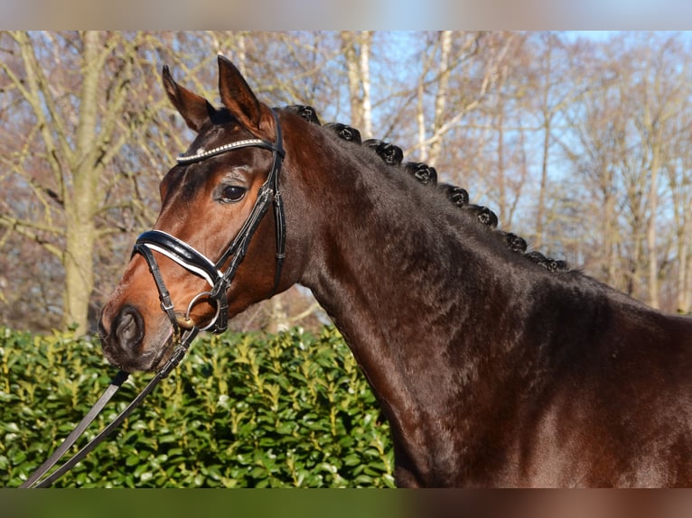 Hanovrien Jument 5 Ans 166 cm Bai brun in Selsingen