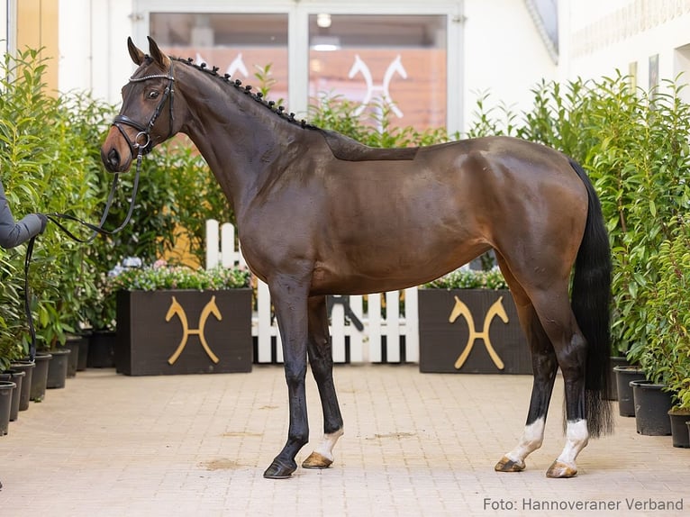 Hanovrien Jument 5 Ans 166 cm Bai brun in Verden