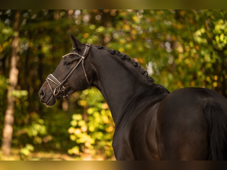 Hanovrien Jument 5 Ans 166 cm Bai brun foncé in Wehringen