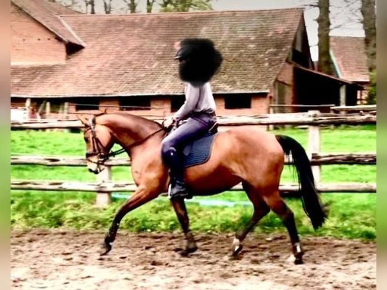 Hanovrien Jument 5 Ans 166 cm Bai in Walsrode