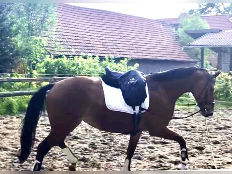 Hanovrien Jument 5 Ans 166 cm Bai in Walsrode
