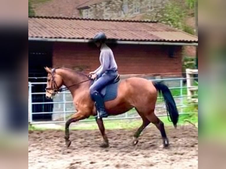 Hanovrien Jument 5 Ans 166 cm Bai in Walsrode