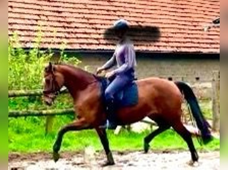 Hanovrien Jument 5 Ans 166 cm Bai in Walsrode