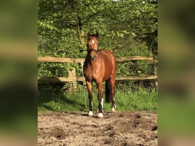 Hanovrien Jument 5 Ans 166 cm Bai in Walsrode