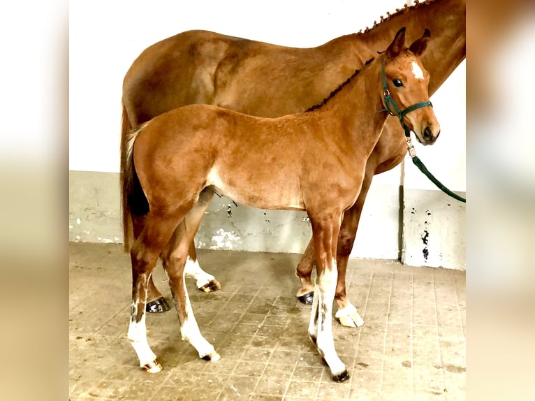 Hanovrien Jument 5 Ans 166 cm Bai in Walsrode