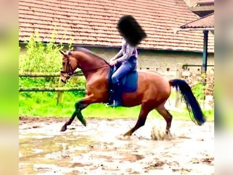Hanovrien Jument 5 Ans 166 cm Bai in Walsrode