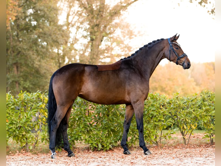 Hanovrien Jument 5 Ans 166 cm Bai in Schüttorf