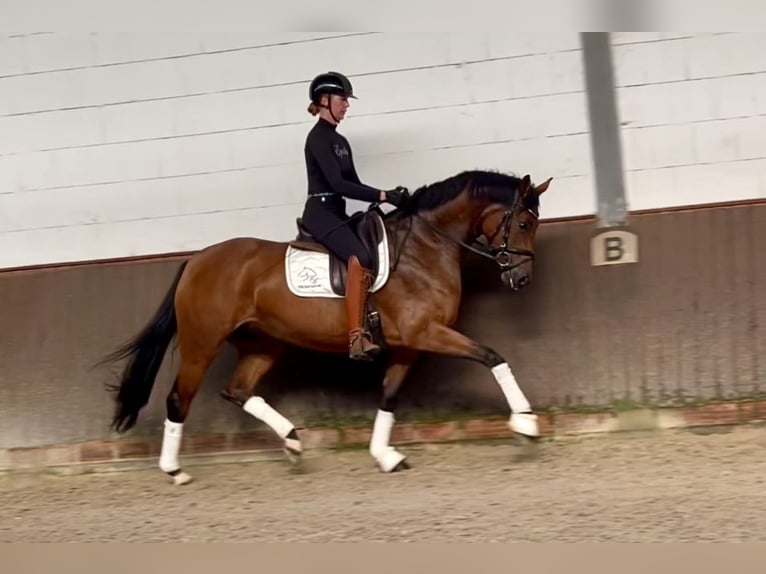 Hanovrien Jument 5 Ans 166 cm Bai in Lohne (Oldenburg)