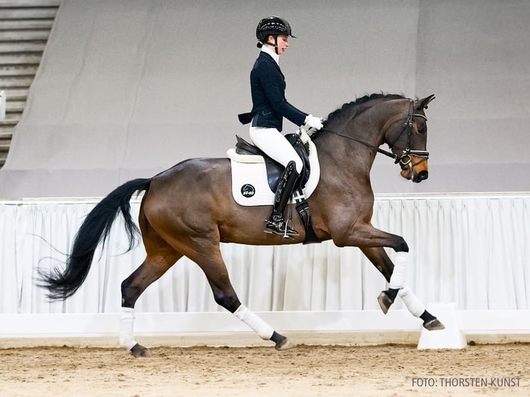 Hanovrien Jument 5 Ans 166 cm Bai in Verden