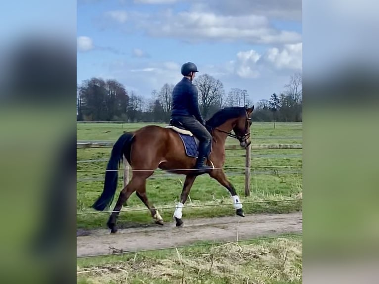 Hanovrien Jument 5 Ans 166 cm Buckskin in Ottersberg