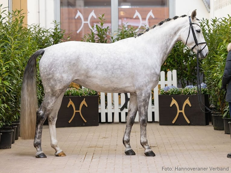 Hanovrien Jument 5 Ans 166 cm Gris in Verden