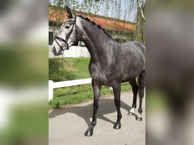 Hanovrien Jument 5 Ans 166 cm Gris in Gro&#xDF; Kreutz
