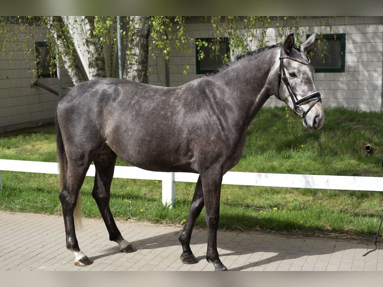 Hanovrien Jument 5 Ans 166 cm Gris in Gro&#xDF; Kreutz