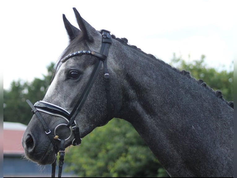 Hanovrien Jument 5 Ans 166 cm Gris pommelé in Deinstedt