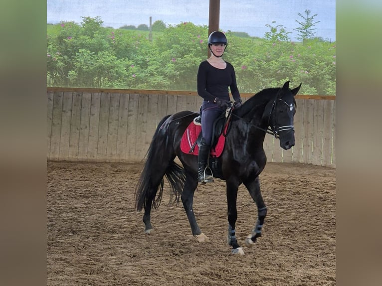 Hanovrien Jument 5 Ans 166 cm Noir in Gödenstorf