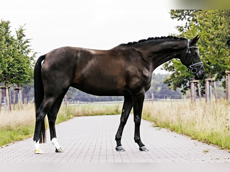 Hanovrien Jument 5 Ans 166 cm Noir in Loewenberger Land