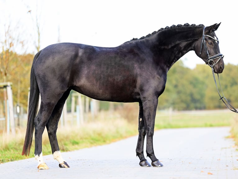 Hanovrien Jument 5 Ans 166 cm Noir in Loewenberger Land, 30 min von Berlin