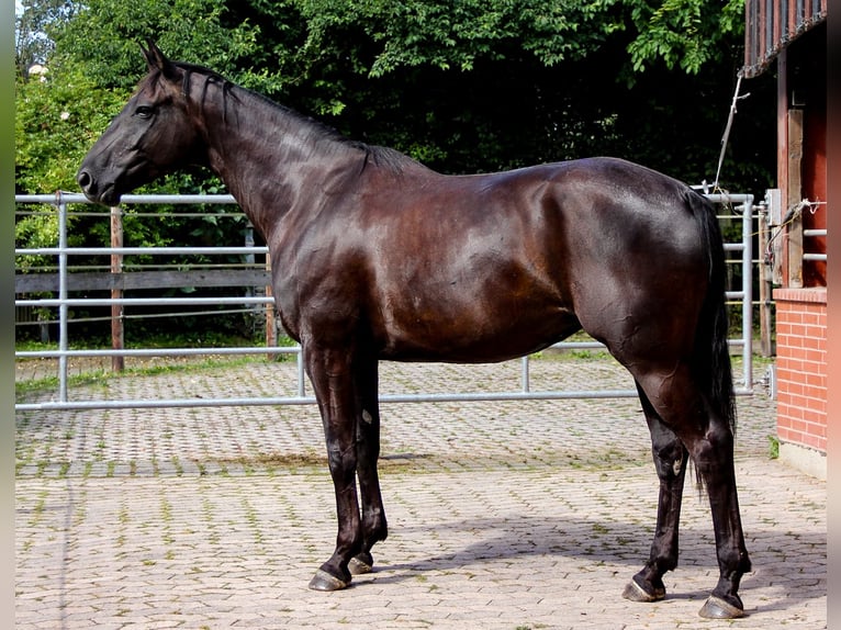 Hanovrien Jument 5 Ans 166 cm Noir in Neu-Eichenberg