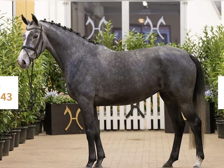 Hanovrien Jument 5 Ans 166 cm Rouan bleu in Worms