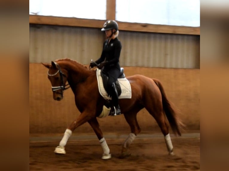 Hanovrien Jument 5 Ans 167 cm Alezan in Fredenbeck