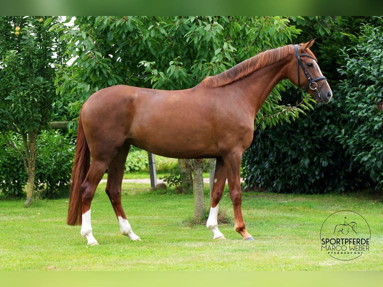 Hanovrien Jument 5 Ans 167 cm Alezan in Sulingen