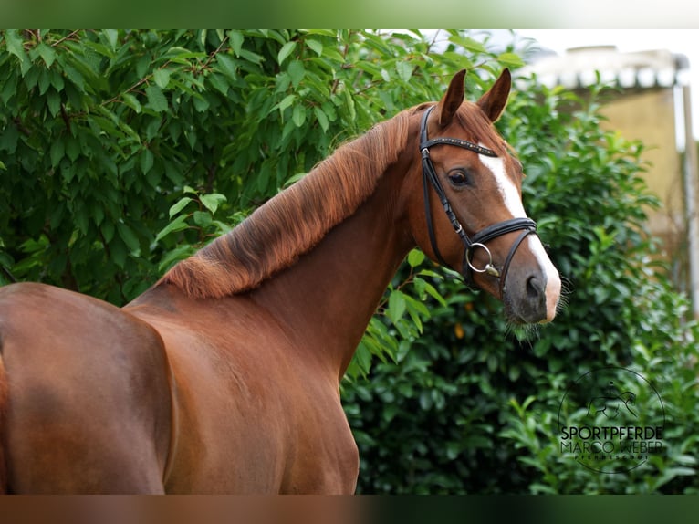 Hanovrien Jument 5 Ans 167 cm Alezan in Sulingen