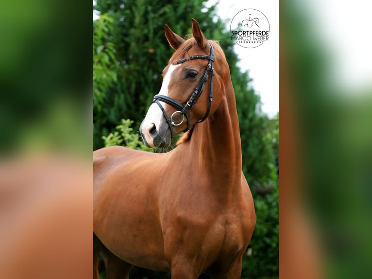 Hanovrien Jument 5 Ans 167 cm Alezan in Sulingen