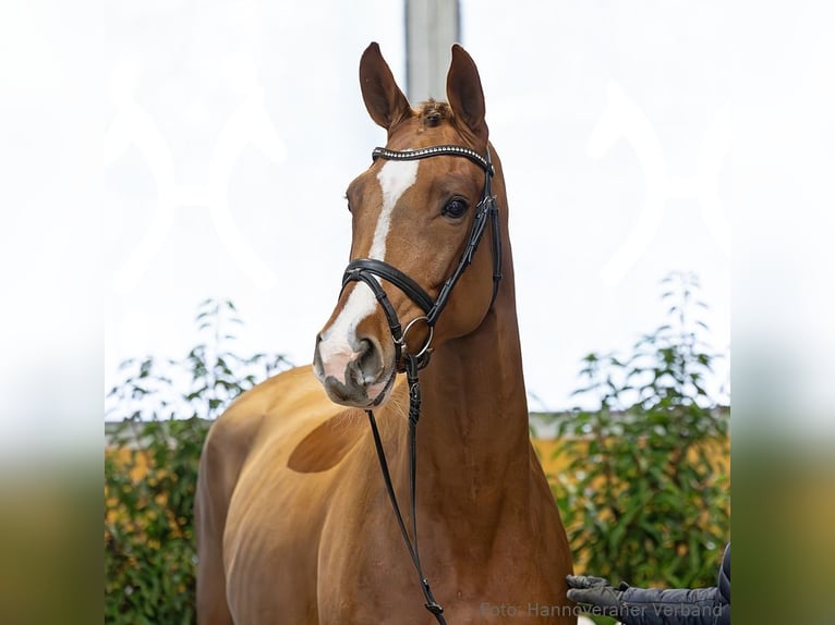 Hanovrien Jument 5 Ans 167 cm Alezan in Verden