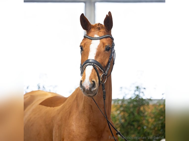 Hanovrien Jument 5 Ans 167 cm Alezan in Verden