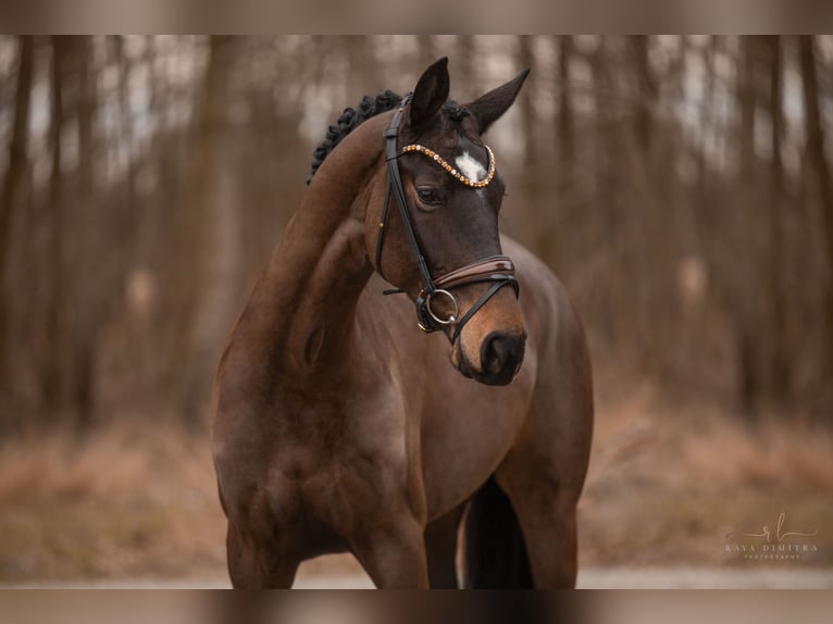 Hanovrien Jument 5 Ans 167 cm Bai brun in Wehringen