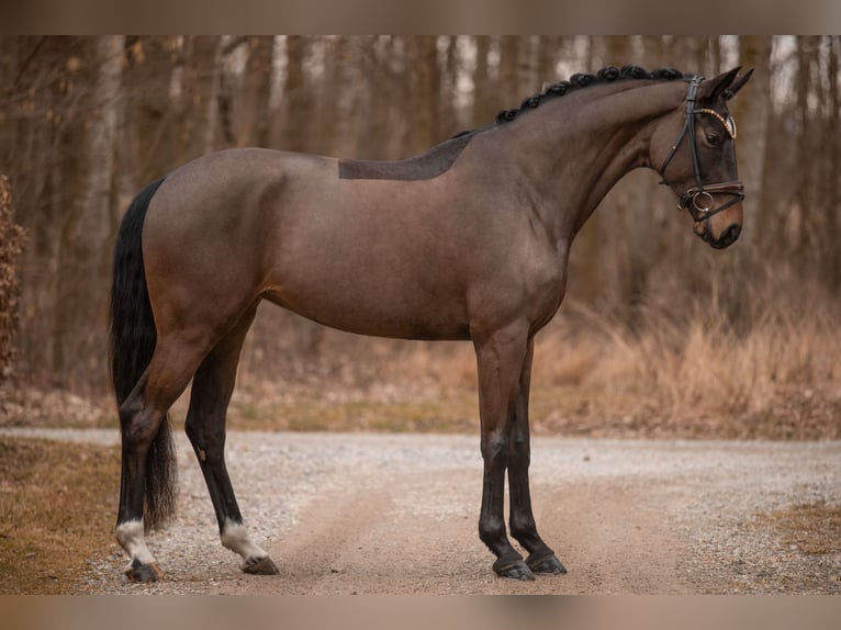 Hanovrien Jument 5 Ans 167 cm Bai brun in Wehringen