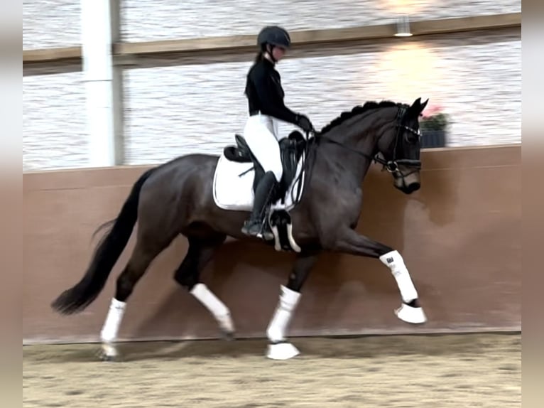 Hanovrien Jument 5 Ans 167 cm Bai brun in Wehringen