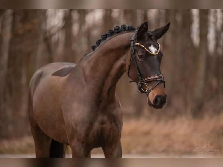 Hanovrien Jument 5 Ans 167 cm Bai brun in Wehringen