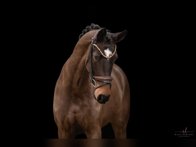 Hanovrien Jument 5 Ans 167 cm Bai brun in Wehringen
