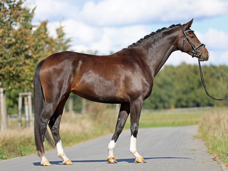 Hanovrien Jument 5 Ans 167 cm Bai brun in Loewenberger Land, 30 min von Berlin