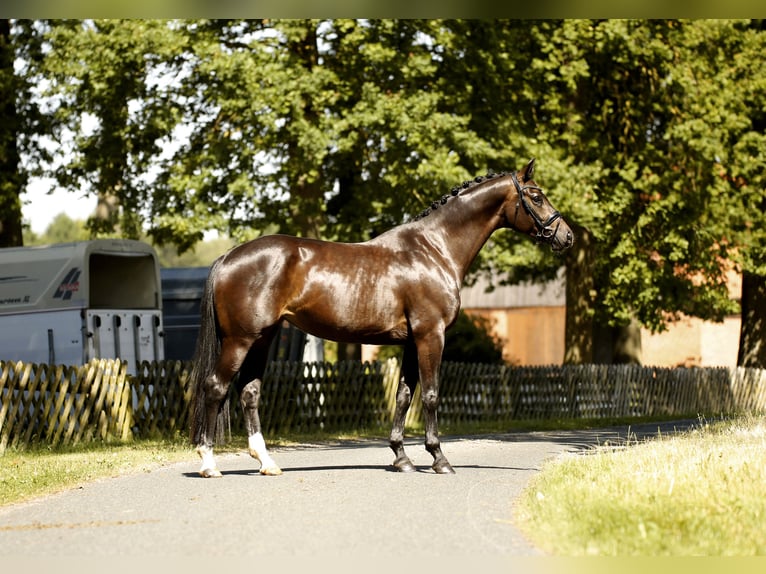 Hanovrien Jument 5 Ans 167 cm Bai brun foncé in Walsrode
